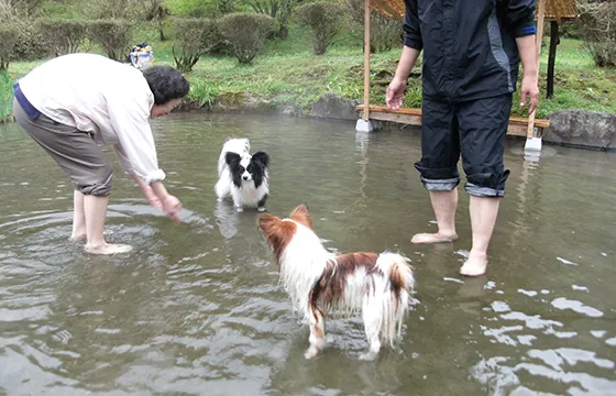 ペットの温泉